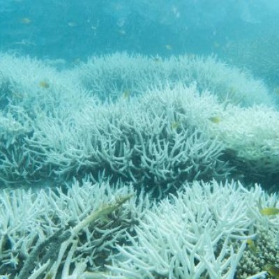 White coral underwater. 